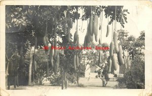 HI, Oahu, Hawaii, RPPC, Sausage Tree at University,Rotary Club of Honolulu Photo