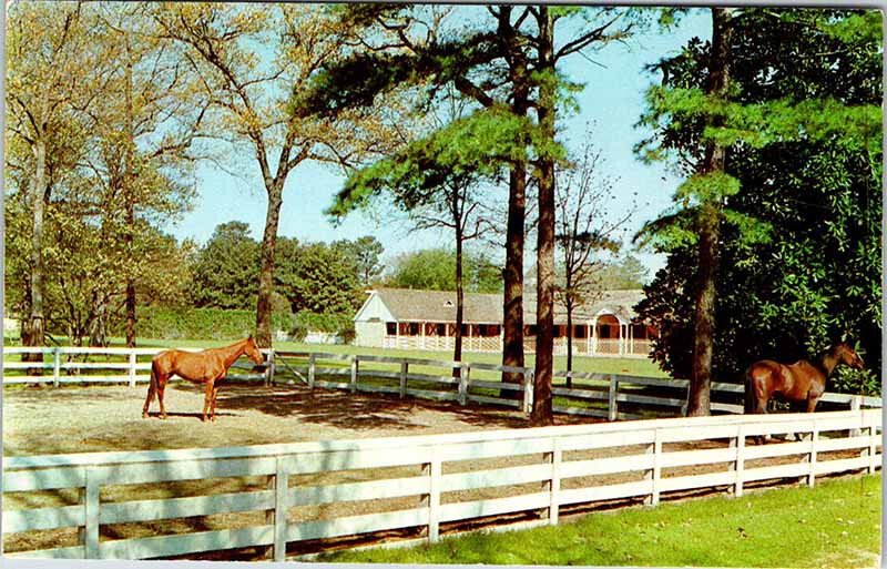 Postcard SCHOOL SCENE Aiken South Carolina SC AM4741