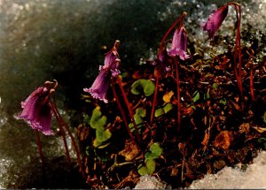 Austria Alpine Flowers Dwarf Soldanella