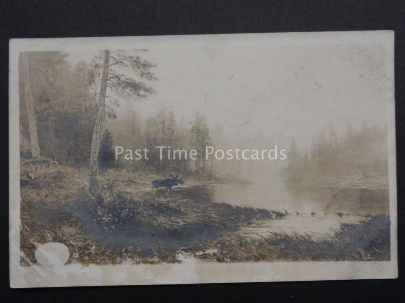 Denmark: Old Real Photograph Postcard of a MOOSE by Water