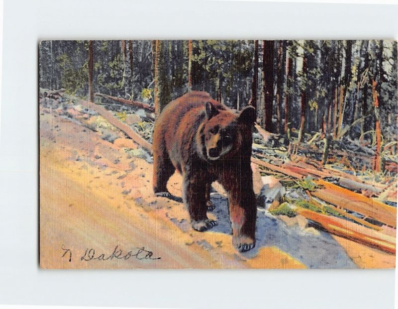 Postcard A Bear Hitch-Hiker In Yellowstone National Park, Wyoming