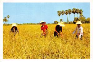 BG21243 cultivation of the rice in thailand types folklore reaping the harvest