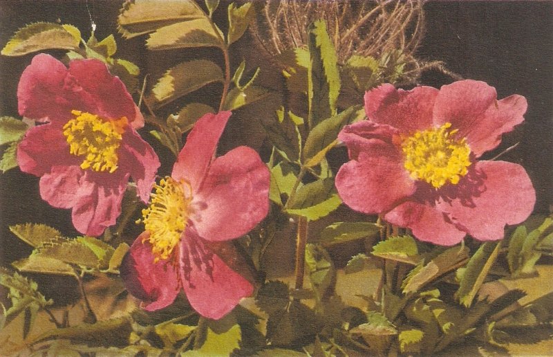 Flowers. Rose Alpine  Nice vintqage Swiss postcard