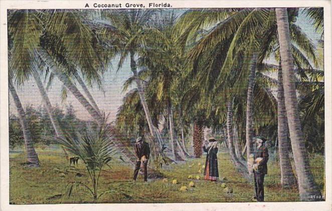 A Cocoanut Grove In Florida