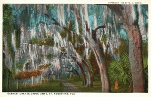 Vintage Postcard Garnett Orange Grove Drive St. Augustine Florida FL