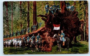 YOSEMITE NATIONAL PARK, CA ~ CAVALRY at FALLEN MONARCH TREE c1910s Postcard