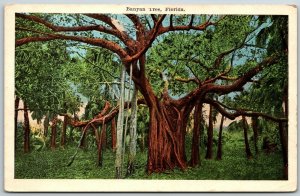 Banyan Tree in Florida - Postcard 