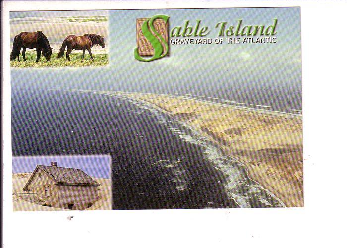 Horses, Sable Island, Nova Scotia, Graveyard of the Atlantic