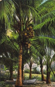 Early Chromo-litho style, Coconut Trees, P.I., Philippines, , Old Postcard