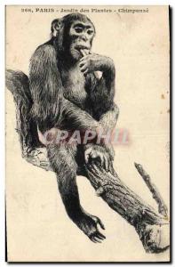 Old Postcard Monkey Chimpanzee Paris Garden of Plants