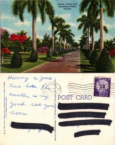 Palms and Austrailian Pines, Floirda (25269