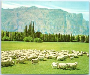 M-50978 New Zealand Sheep Farm Country Side Oceania