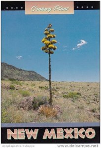 New Mexico Century Plant