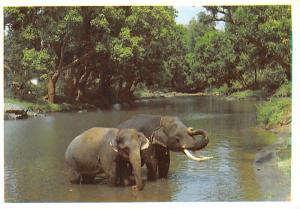 Elephants - Kerala, India