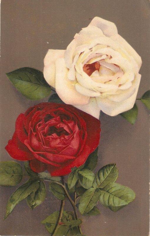 Flowers. Roses Beauiful Swiss postcard 1950s