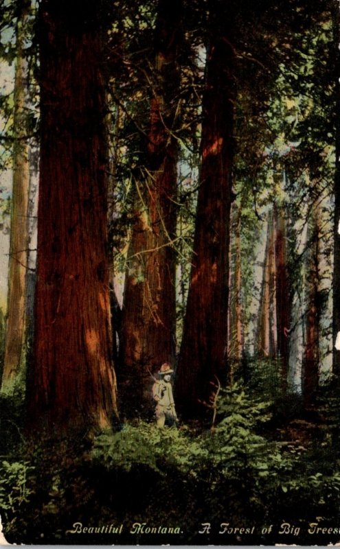 Montana Flathead County Forest Of Big Trees