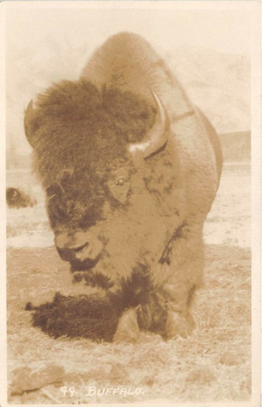 Lot326 buffalo real photo  canada