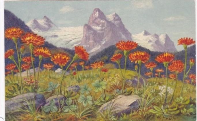 Switzerland Hieraclum Alpinum Alpine Flowers