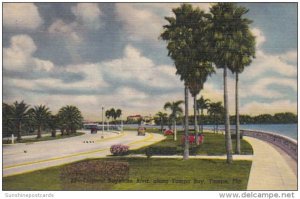 Florida Tampa Tropical Bayshore Boulevard Along Tampa Bay Curteich