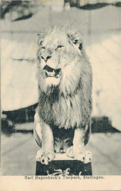 Germany Carl Hagenbeck's Tierpark Stellingen Lion 04.82