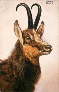 UDB Postcard Ludwig Fromme Animal Art Portrait Chamois Goat of Pyrenees Europe