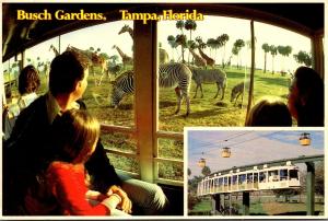 Florida Tampa Busch Gardens Zebras and Giraffes From The Monorail Safari