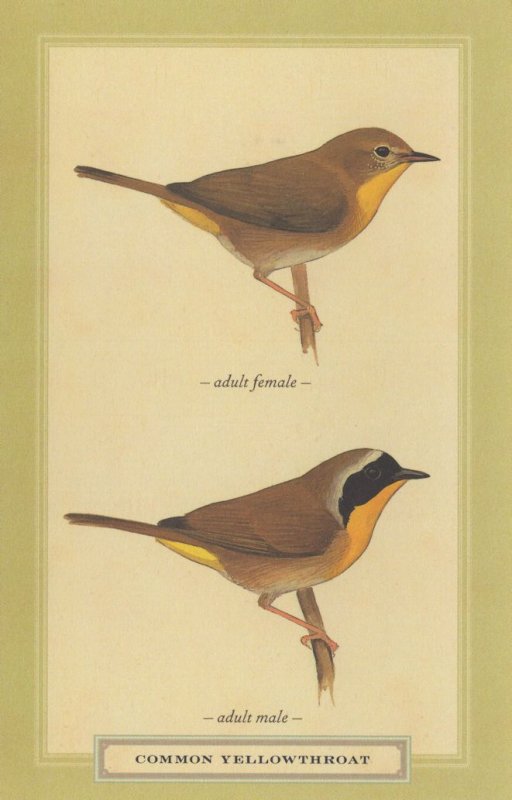 Common Yellowthroat Adult Male Female Stunning Bird Postcard