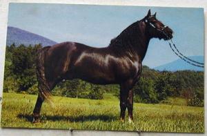 M2438    ARLINGTON,  VT.   POSTCARD, BALD MOUNTAIN FARM  ...