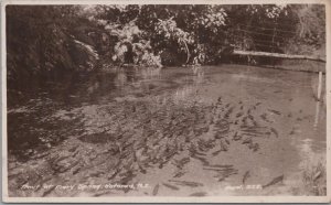 RPPC Postcard Trout at Fairy Spring Rotorua New Zealand