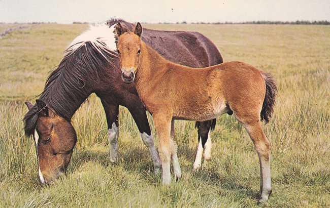 Horses Grazing