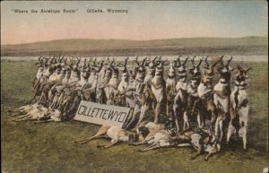 Gillette Wyoming WY Hunting Herd of Dead Antelope Macabre Vintage Postcard