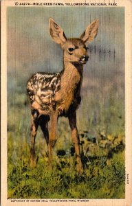 Yellowstone National Park Mule Deer Fawn 1947 Curteich