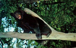 Black Bear Pocono Mountains At Bushkill Pennsylvania