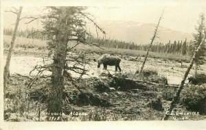 Kenai Peninsula Alaska Moose 1913 Wiler Guide RPPC Photo Postcard 21-5858