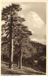 cyprus, TROODOS, View with Trees (1950s) Mangoian Bros. Postcard (1)