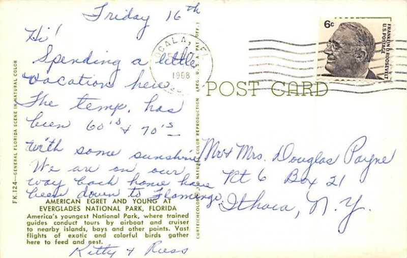 American Egret And Babies Bird 1968 