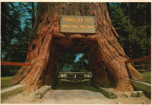 Vintage Postcard Chandelier Tree Tree Park Drive Spot Through Legget California