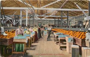 1907-1915 Postcard; Orange Packing Women in California, Warehouse Unposted