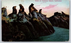 Animal~Seals Sunning On The Rocks~Catalina Island California~1923 Postcard