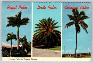 Popular Palms In Tropical Florida, Chrome Postcard #1