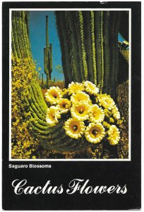 US Arizona Unused. Saguaro Cactus Flowers.  Beautiful.