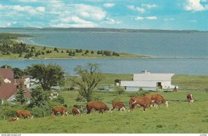 CALGARY, Alberta, Canada, 1940-60s; Cattle grazing in a meadow, Canadian Here...