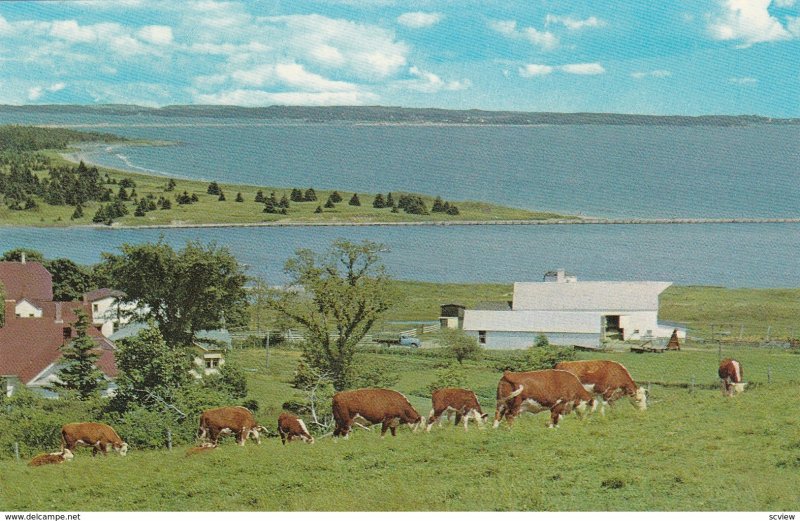 CALGARY, Alberta, Canada, 1940-60s; Cattle grazing in a meadow, Canadian Here...