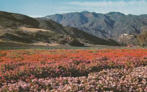 8870 Japanese Geranium Farm, Malibu, California