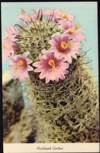 FISHHOOK CACTUS Flowers - Chrome