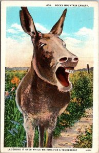 Humour Laughing Mule A Rocky Mountain Canary Curteich