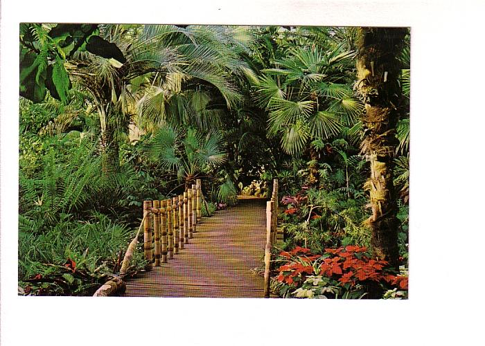 Bamboos Bridge, Palms, Bloedel Conservatory, Vancouver British Columbia, Phot...