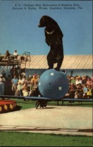 Sarasota FL Barnum & Bailey Winter Quarters Circus Bear P...