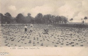 Sanford Fla Lettuce Picking postcard BA105