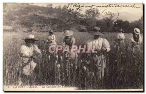 Old Postcard Collection tuberous Cote d & # 39Azur